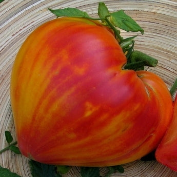 Plant de tomate coeur de bœuf à rayures lisses en pot