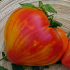 Plant de tomate coeur de bœuf à rayures lisses en pot