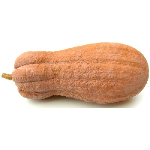 Plante de courge violon en pot