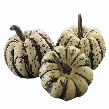 Pianta di Zucca sweet dumpling in vaso