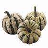 Pianta di Zucca sweet dumpling in vaso