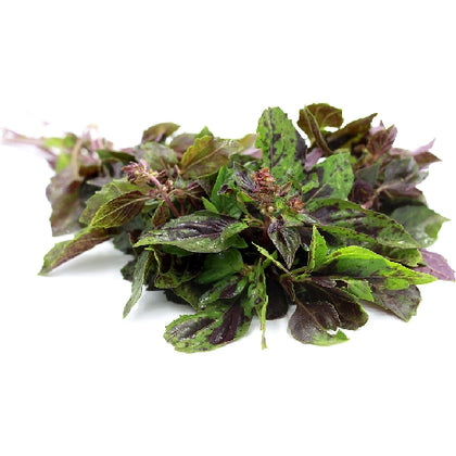 Pianta di Basilico liquirizia "Ararat"