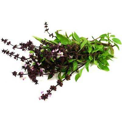 Basilic Siam Thai Queen en pot