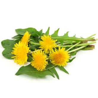 Pianta di tarassaco o dente di leone vaso