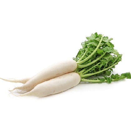 Pianta di Rapanello bianco (daikon) vaso