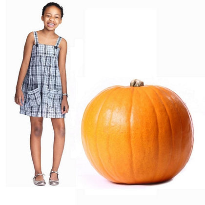 Pianta di Zucca gigante "quintale seme giallo"