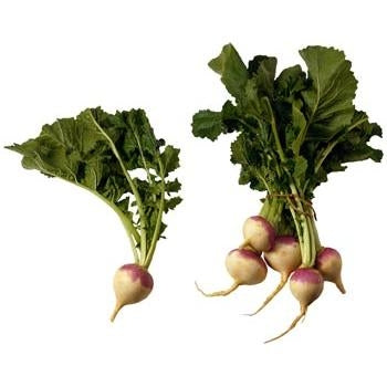 Pianta di Rapa bianca a colletto viola