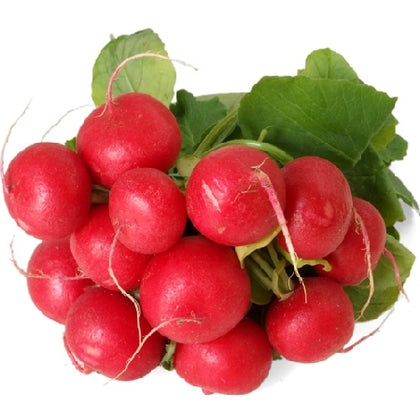 Pianta di Rapanello rosso tondo vaso