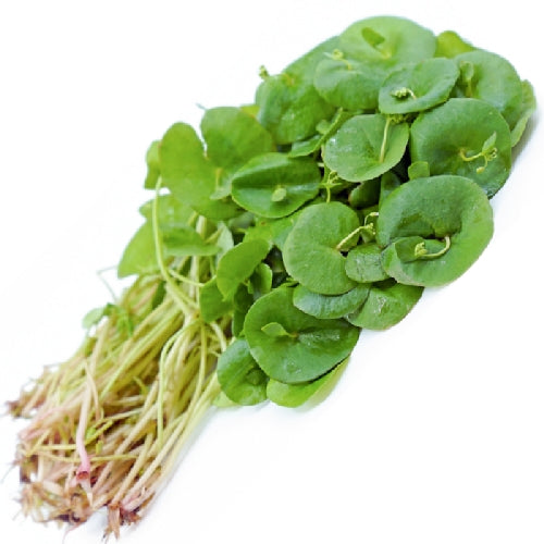 Miner's Lettuce, Montia Perfoliata In Glen Canyon Park, San Francisco - Foto 3