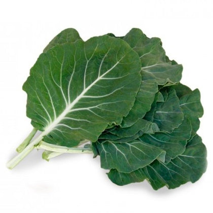 Pianta di kale portoghese in vaso