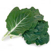 Pianta di kale portoghese in vaso
