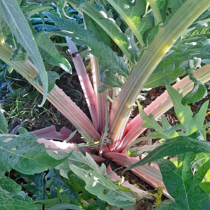 Pianta di Cardo rosso di Algeri vaso