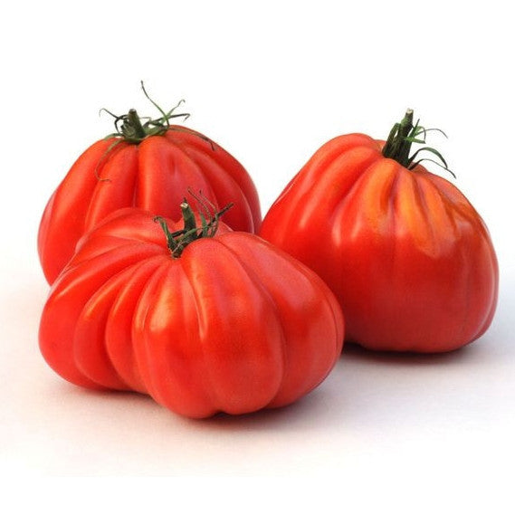 Plant de tomate cœur de boeuf du vase d'Albenga