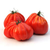 Plant de tomate cœur de boeuf du vase d'Albenga