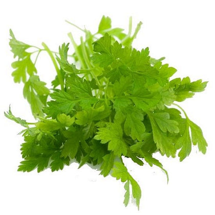 Pianta di Cerfoglio verde in vaso