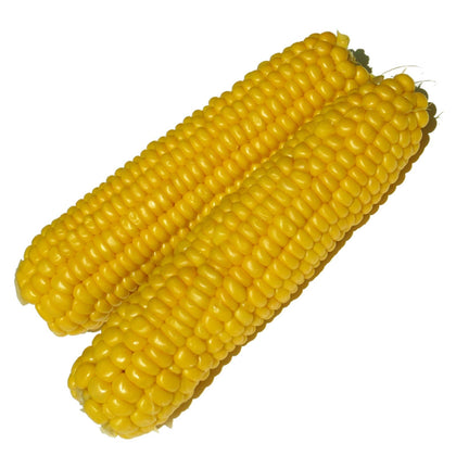 Pianta di Mais dolce da orto in vaso