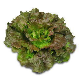 12 Piante di lattuga batavia tipo Canasta