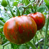 Pianta di Pomodoro tondo nero striato in vaso