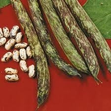 Pianta di fagiolino mangiatutto rampicante Pelandrone