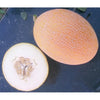 Usine de melon ananas en pot