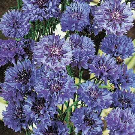 Pianta di fiordaliso (o ciano) in vaso