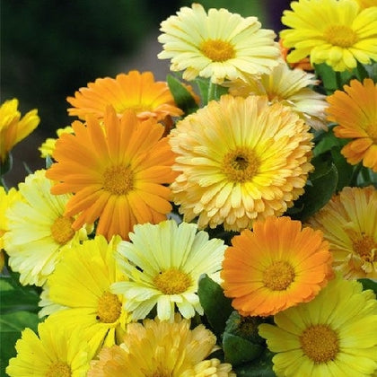 Pianta di Calendula nana in vaso