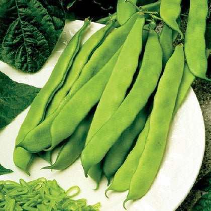 Pianta di fagiolino verde mangiatutto nano appiattito