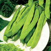Plant de haricot vert nain aplati