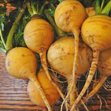 Pianta di Rapa gialla in vaso