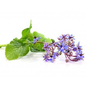 Pianta di Borragine comune in vaso