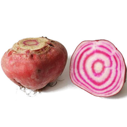 Pianta di Barbabietola tonda di Chioggia vaso