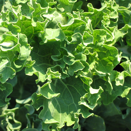 Pianta di broccolo Genovese in vaso