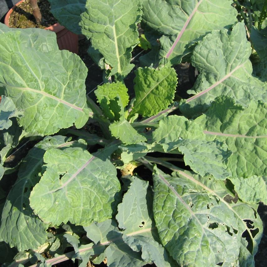 Pianta di broccolo nero lavagnino in vaso