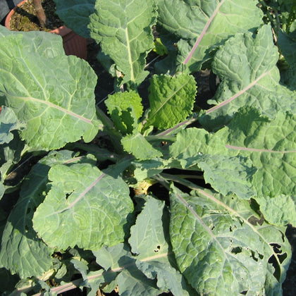 Sementi di Broccolo nero Lavagnino