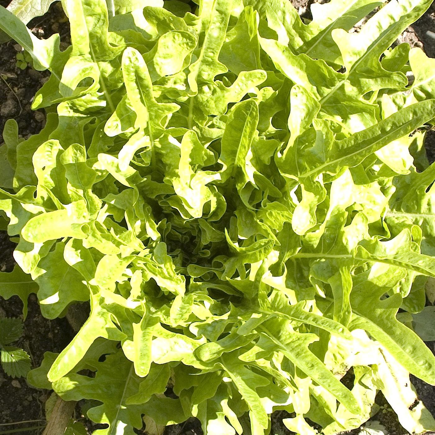 12 plants de laitue à barbe verte