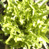 12 plants de laitue à barbe verte