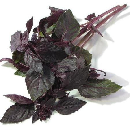 Pianta di Basilico rosso in vaso