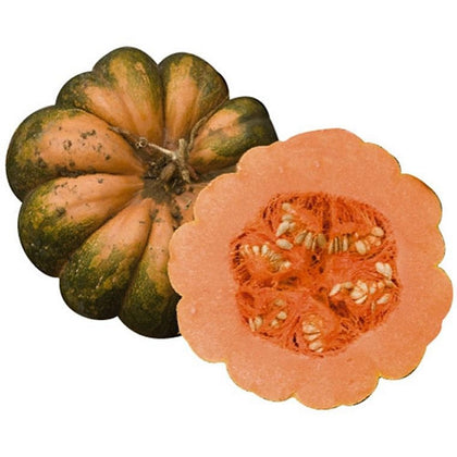 Pianta di Zucca Musquee de Provence vaso