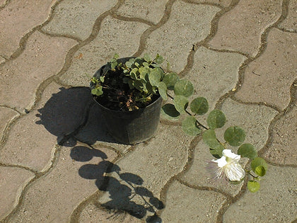 Pianta di Cappero spinoso in vaso