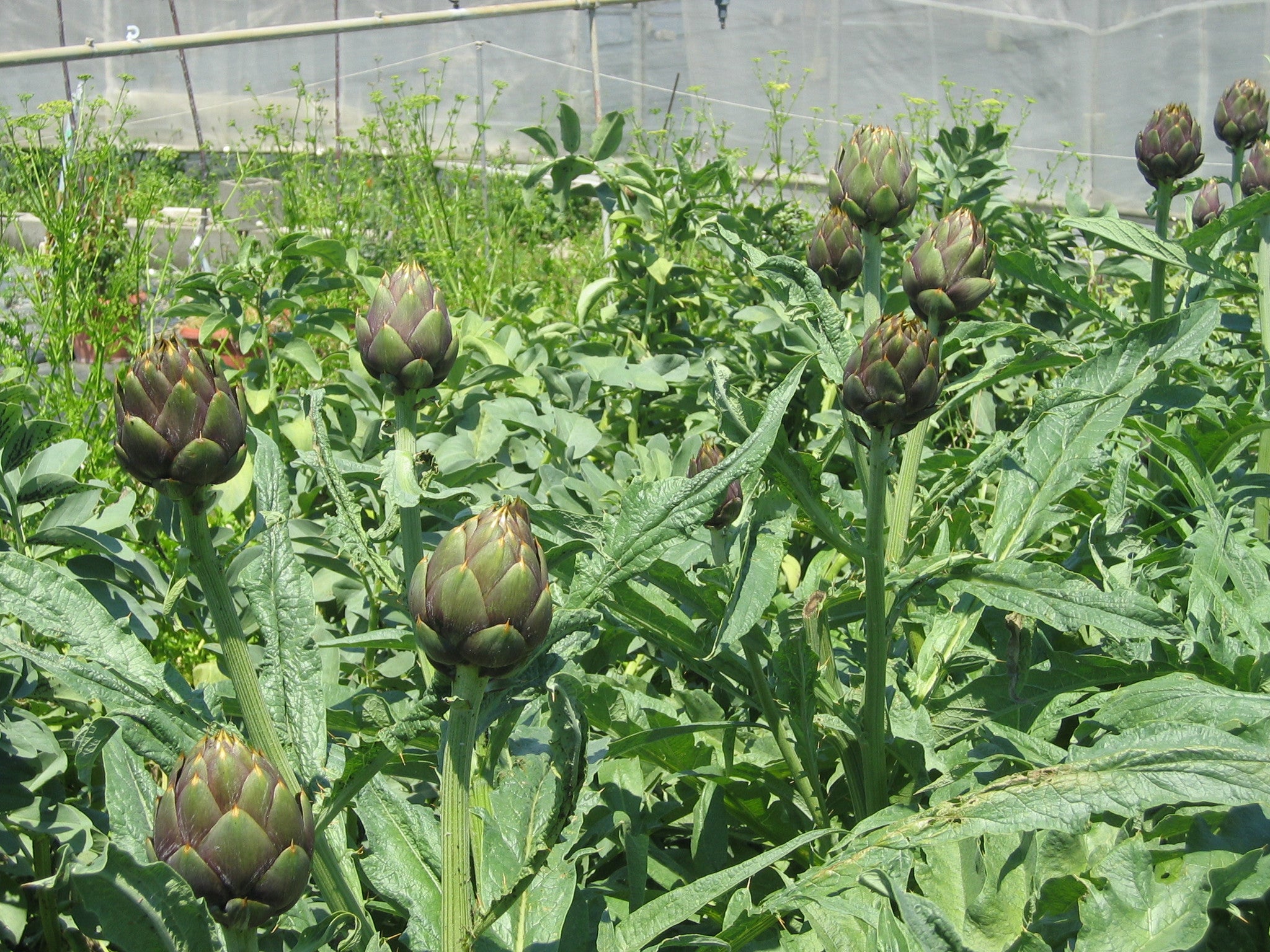 Pianta di Carciofo spinoso d'Albenga
