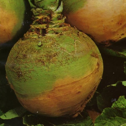 Sementi di Cavolo (rapa) Navone