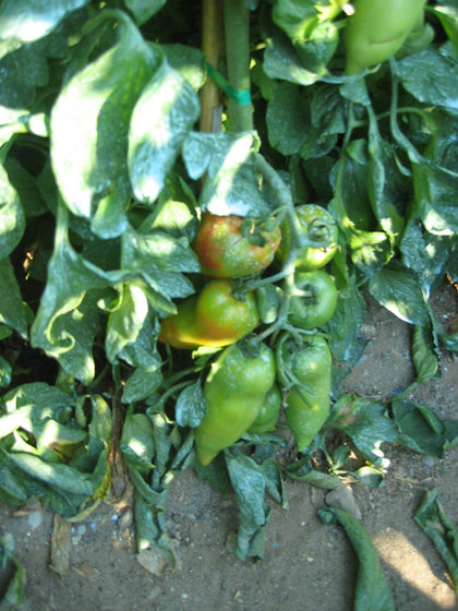 Pianta di Pomodoro a corno Cornabel in vaso