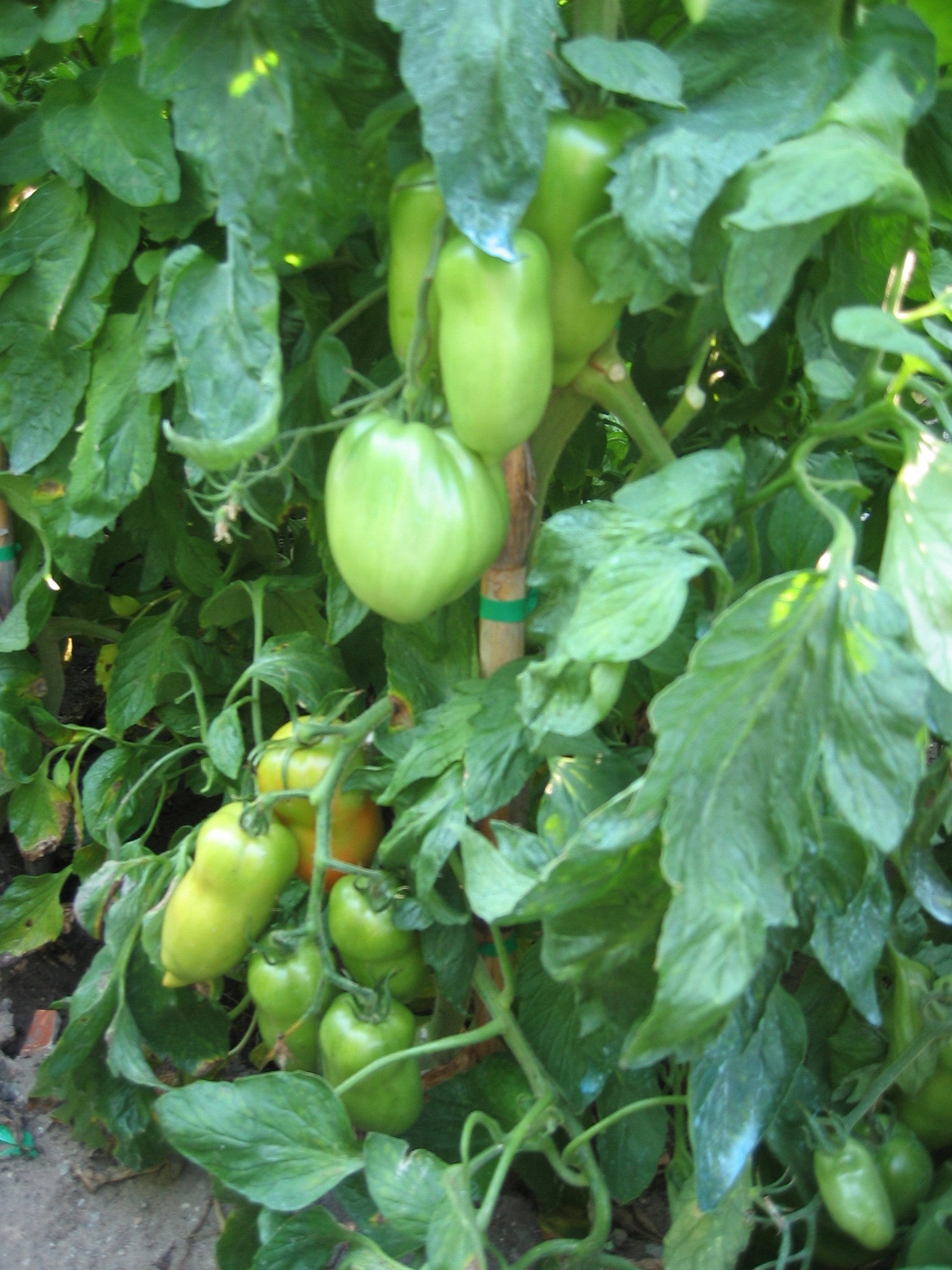 Pianta di Pomodoro a corno Cornabel in vaso