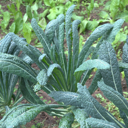 Sementi di Cavolo nero di Toscana (palmizio)