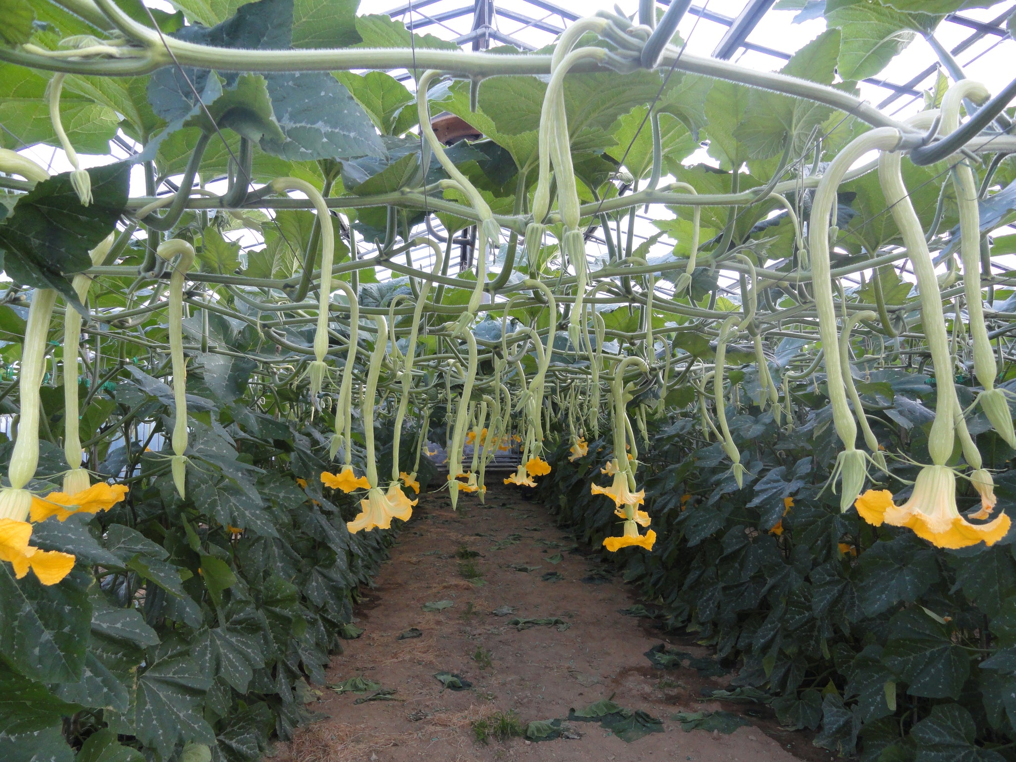 Plante de courgette longue d'Albenga Greta F.1