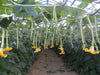 Plante de courgette longue d'Albenga Greta F.1