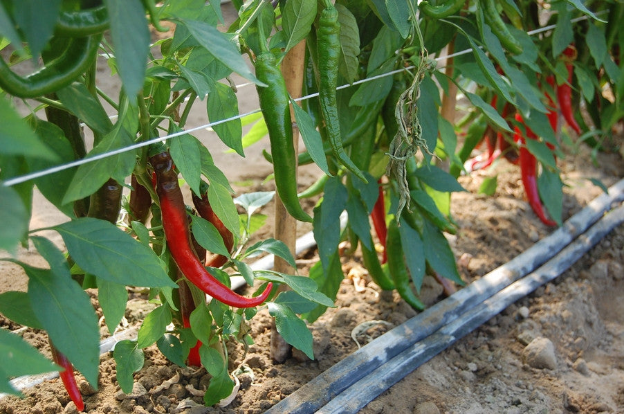 Pianta di Peperoncino lungo cayenna vaso