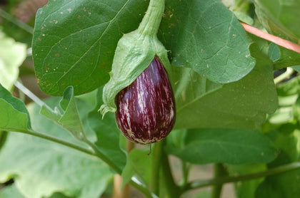 Pianta di Melanzana striata vaso