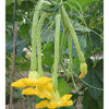 Plante de courgette longue d'Albenga Greta F.1