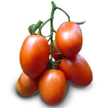 Pianta di Pomodoro ovale Cencara in vaso